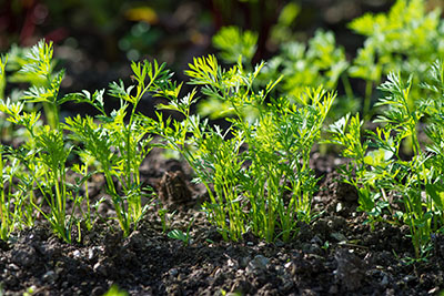 entretien du jardin en avril - conseils au potager